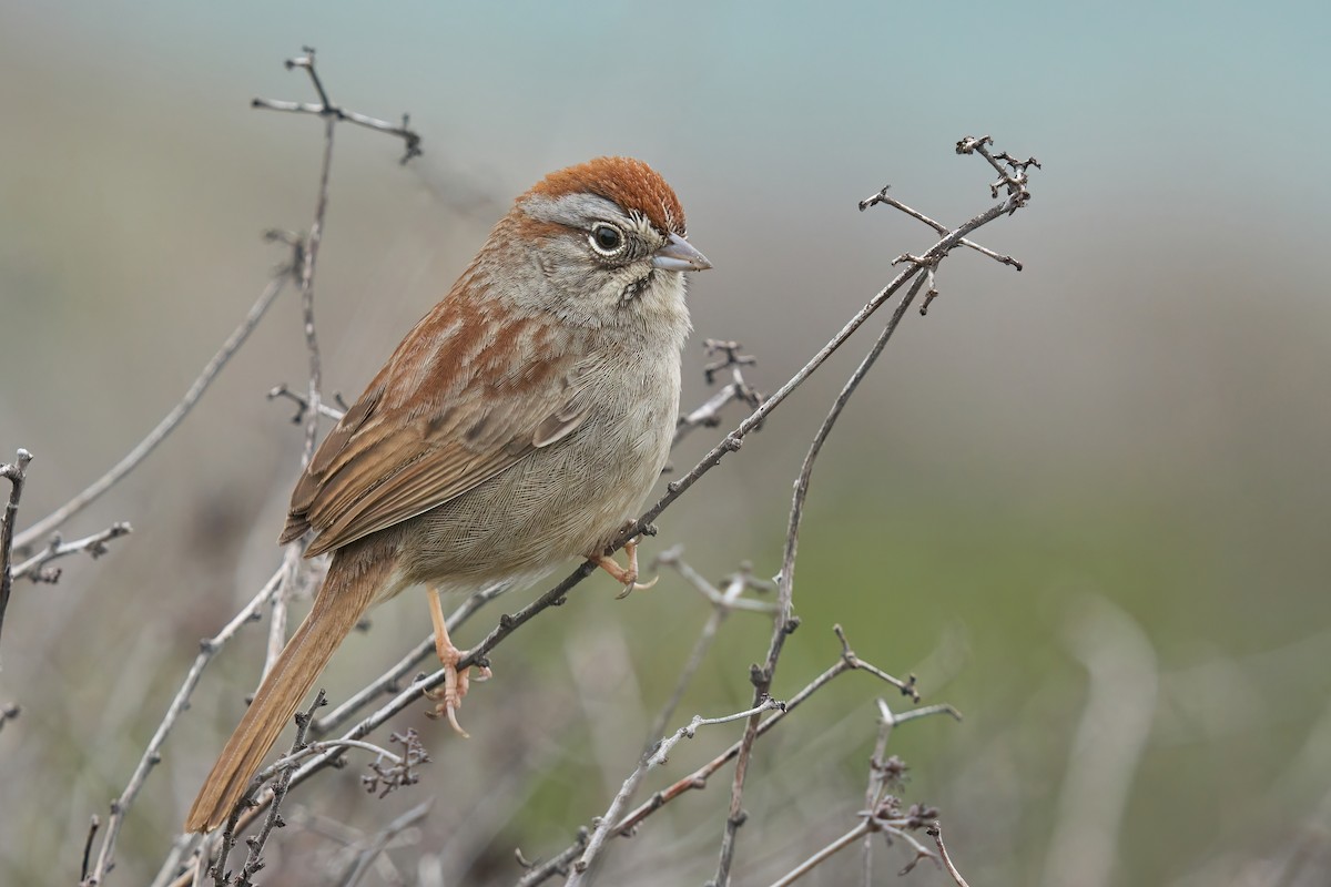 Rufous-crowned Sparrow - Grigory Heaton