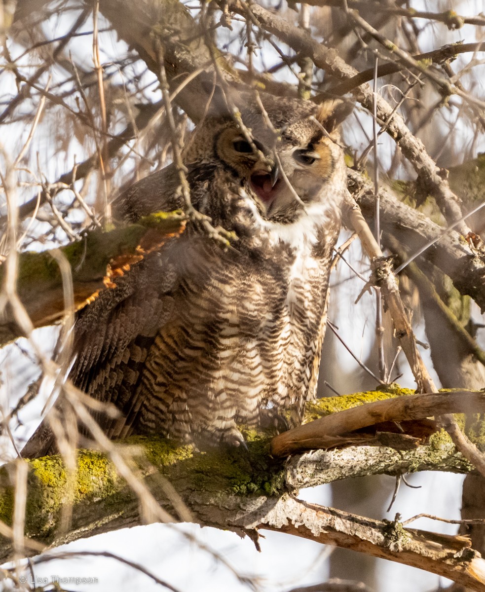 Great Horned Owl - ML523084631