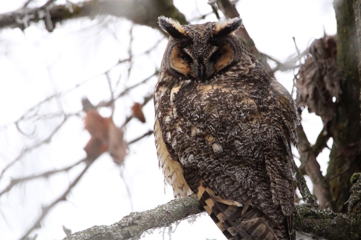 Long-eared Owl - ML523085671