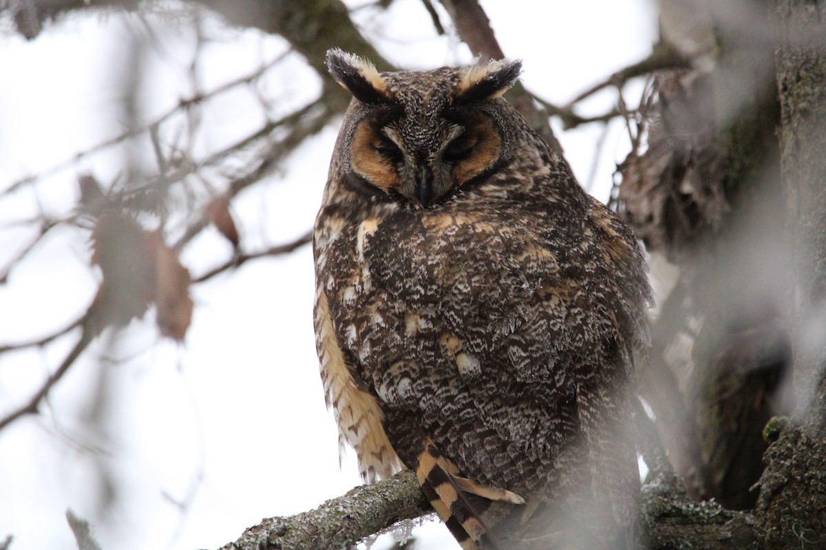 Long-eared Owl - ML523085701