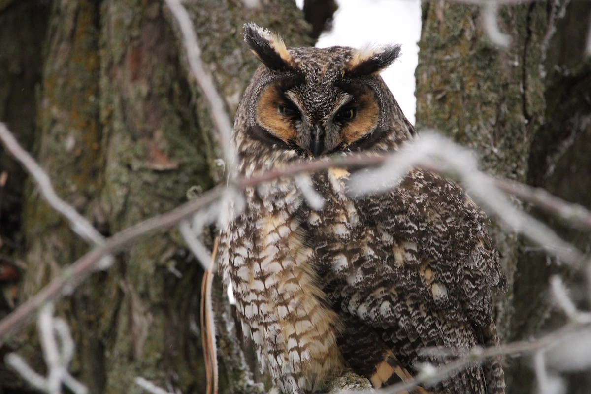 Long-eared Owl - ML523085711