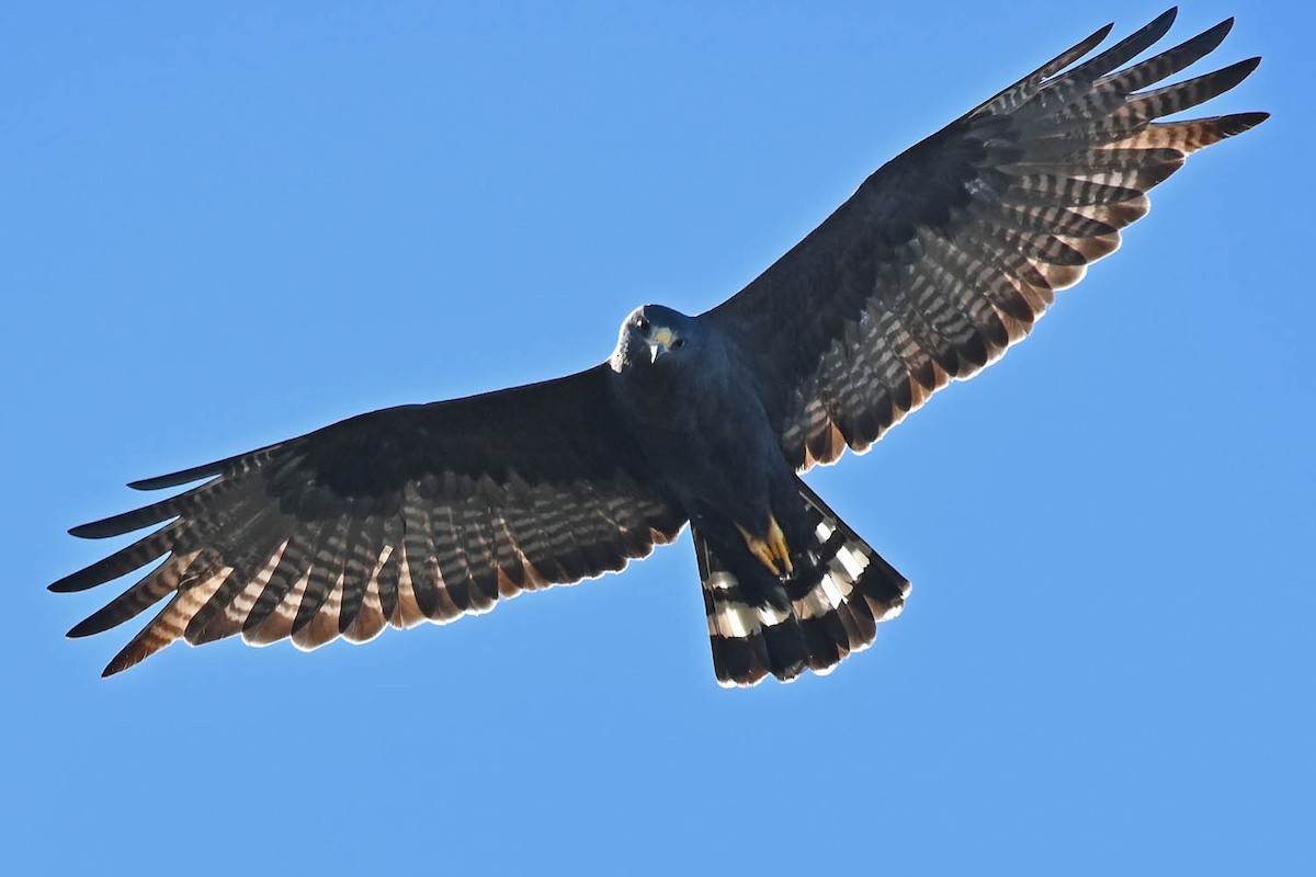 Zone-tailed Hawk - ML523094071