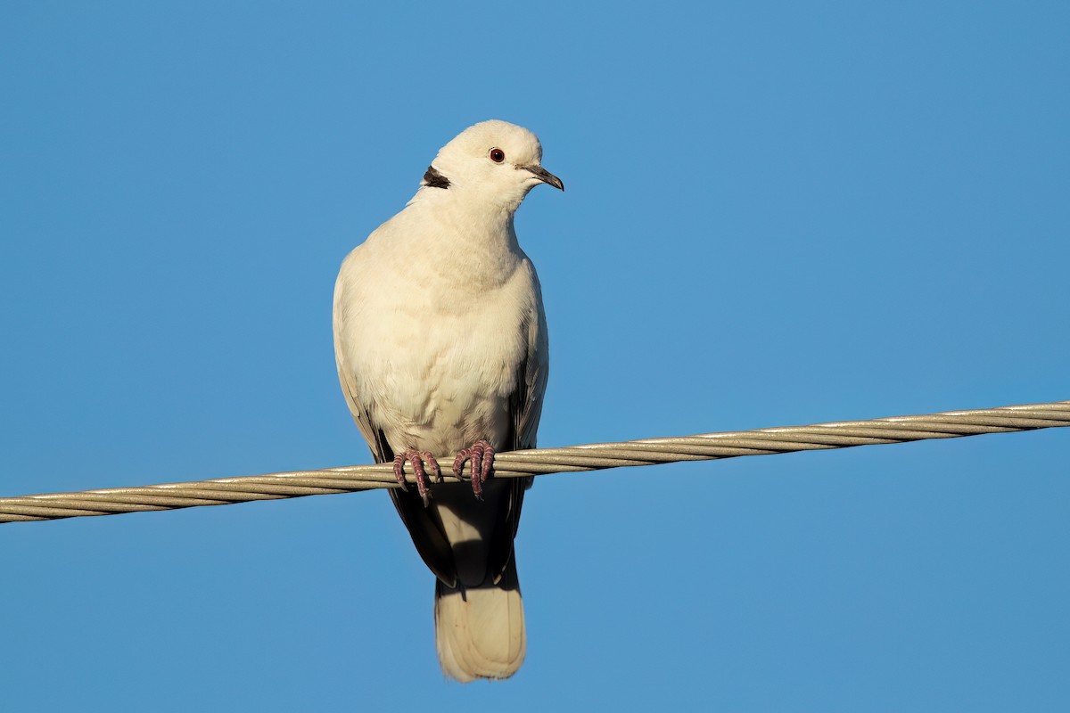 African Collared-Dove (Domestic type or Ringed Turtle-Dove) - David Irving