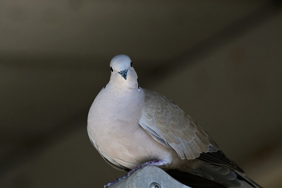 Eurasian Collared-Dove - ML523099671