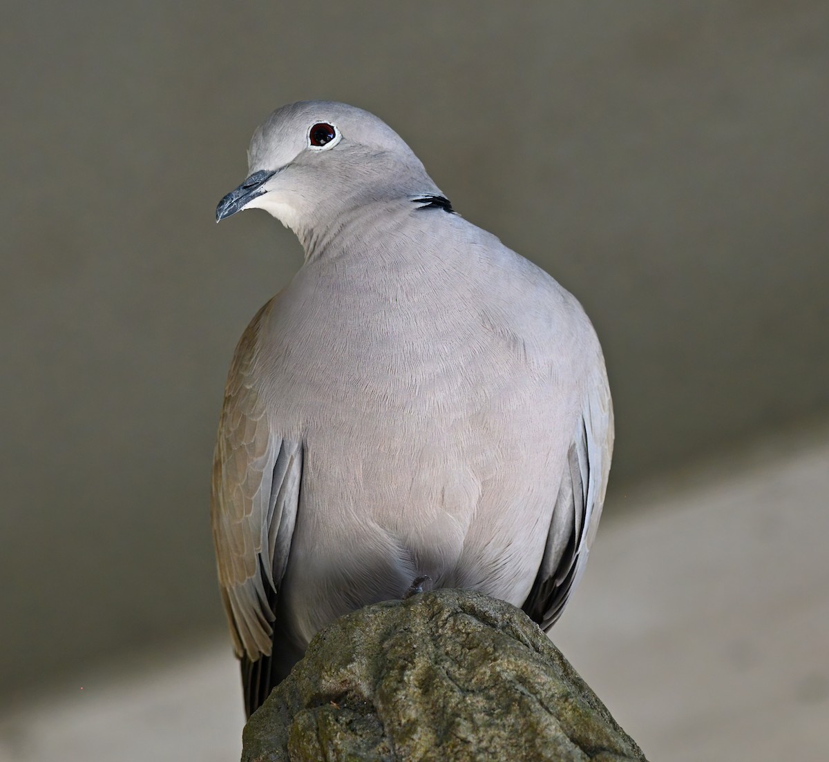 Eurasian Collared-Dove - ML523099701