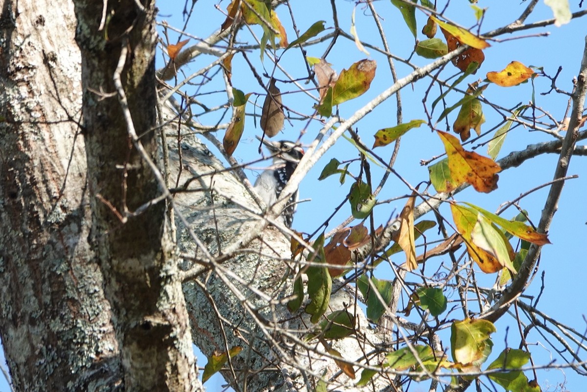 Hairy Woodpecker - deborah grimes