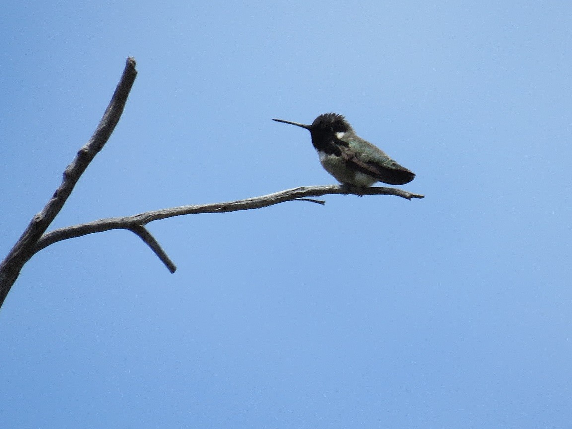 Costa's Hummingbird - ML52311241