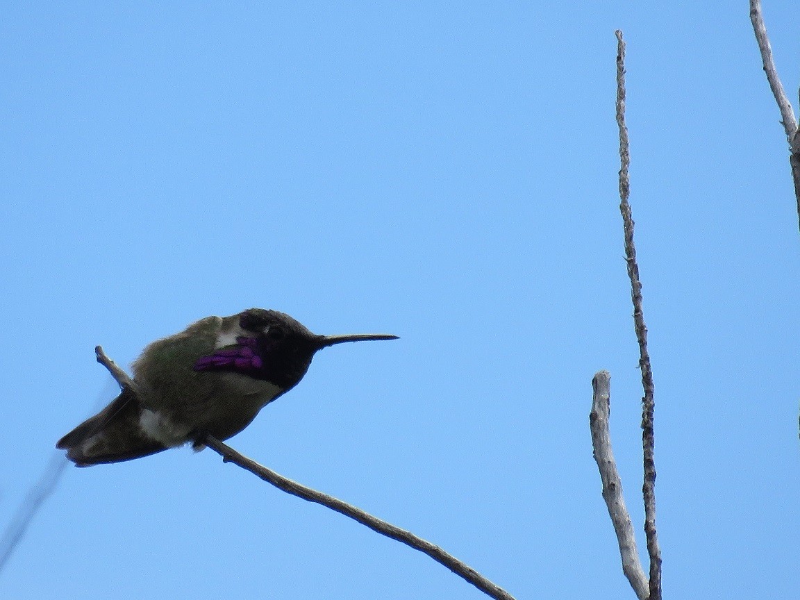 Costa's Hummingbird - Anne (Webster) Leight