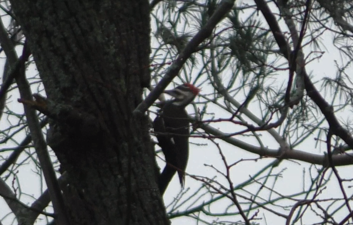 Pileated Woodpecker - ML52311591