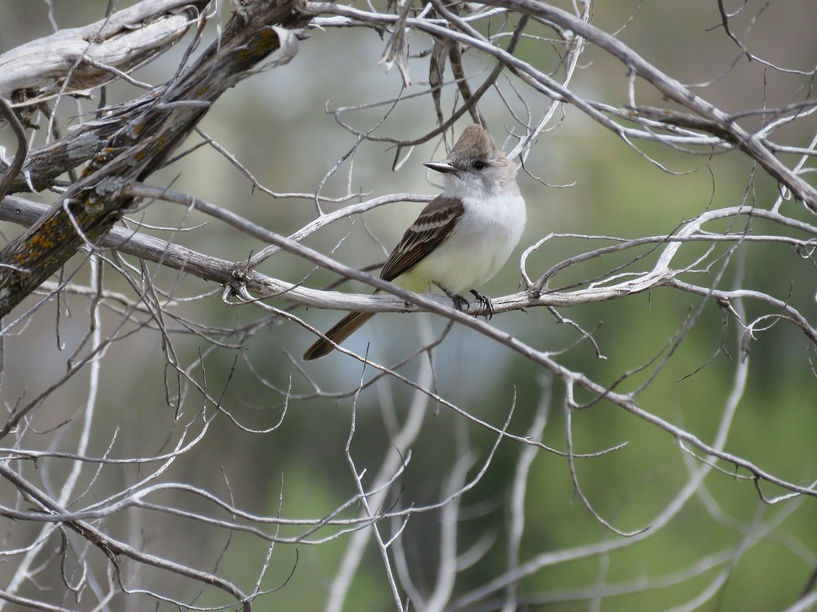 Ash-throated Flycatcher - Anne (Webster) Leight