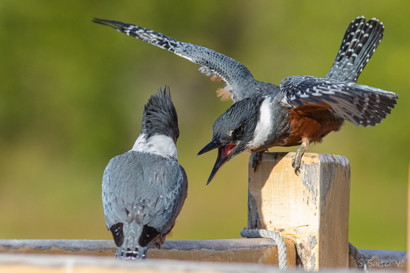 Ringed Kingfisher (Patagonian) - eBird