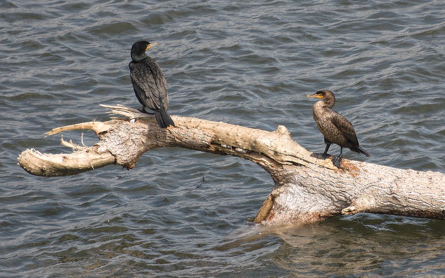 Double-crested Cormorant - Michael Rieser