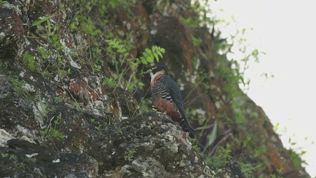 Orange-breasted Falcon - ML523122021