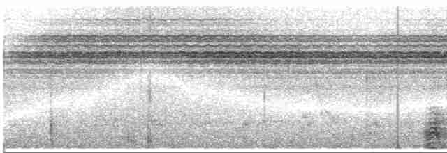 Black-and-white-casqued Hornbill - ML523124111