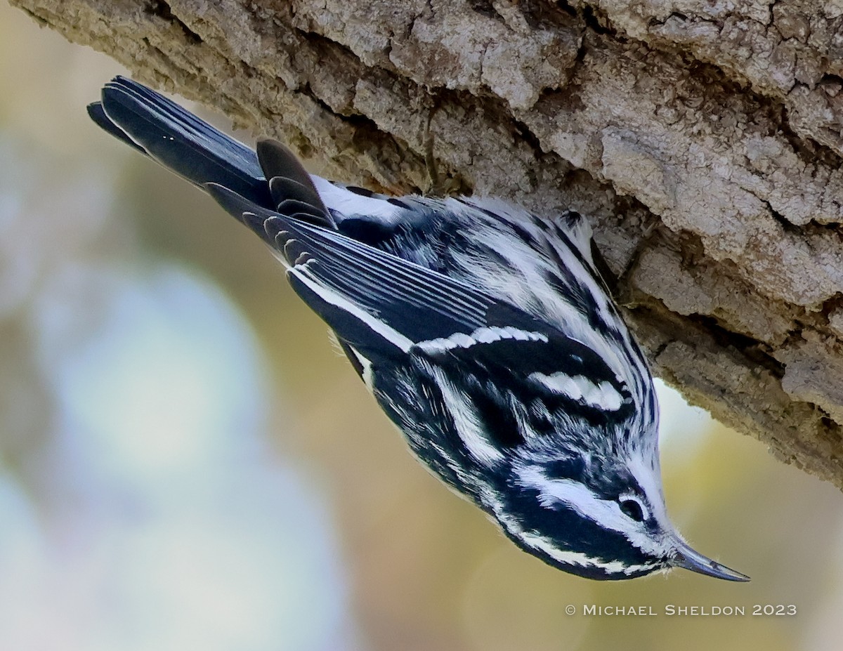 Black-and-white Warbler - ML523128861