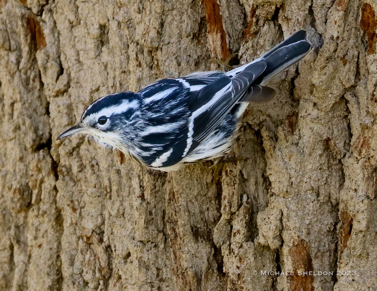 Black-and-white Warbler - ML523128871