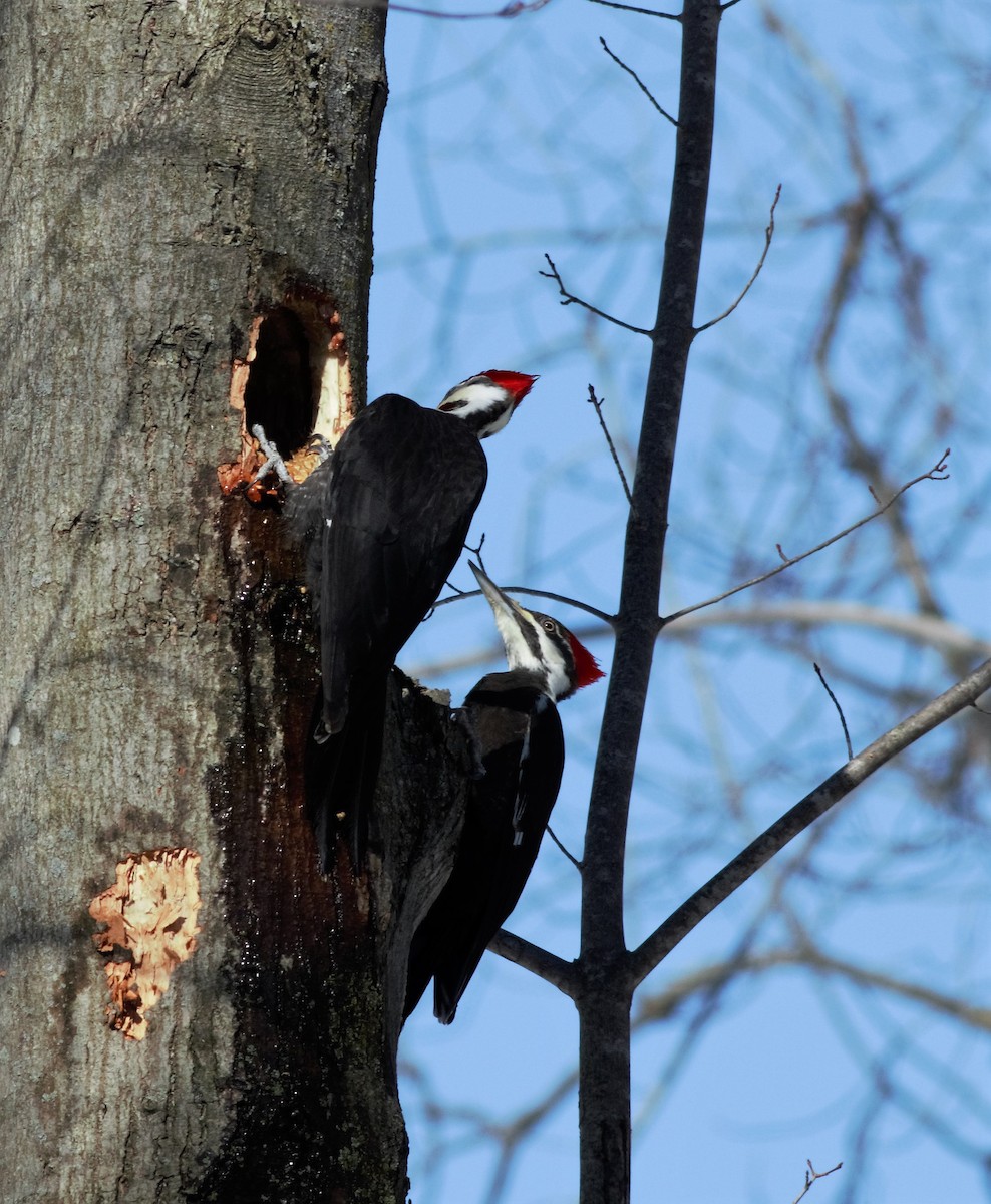 Pileated Woodpecker - Jerry Case