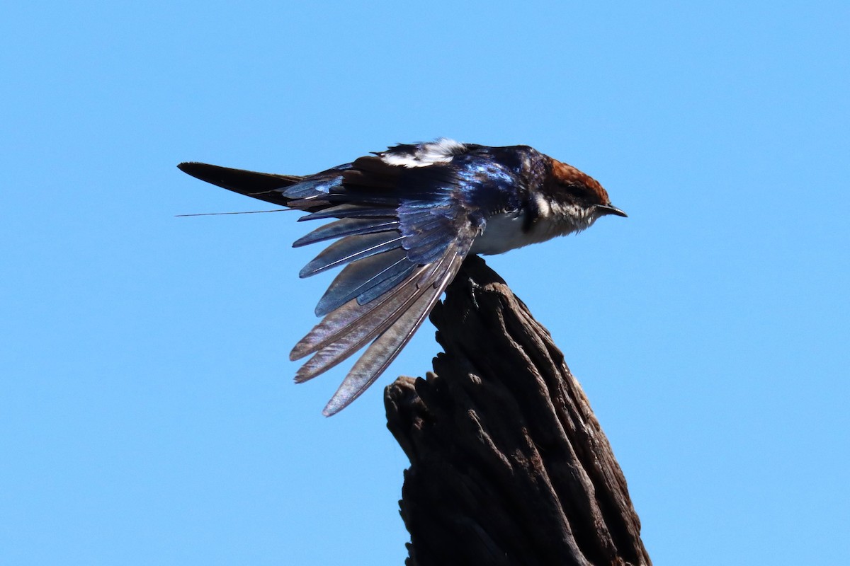 Wire-tailed Swallow - ML523132341