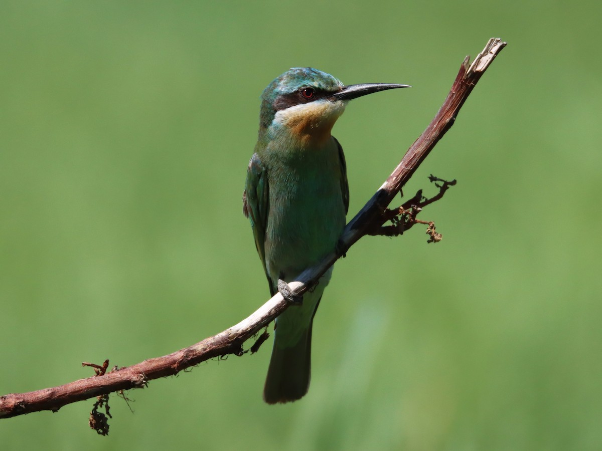 Blue-cheeked Bee-eater - ML523132401