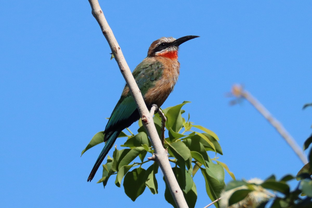White-fronted Bee-eater - ML523136061