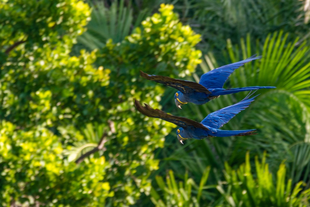 Hyacinth Macaw - Theys Radmann