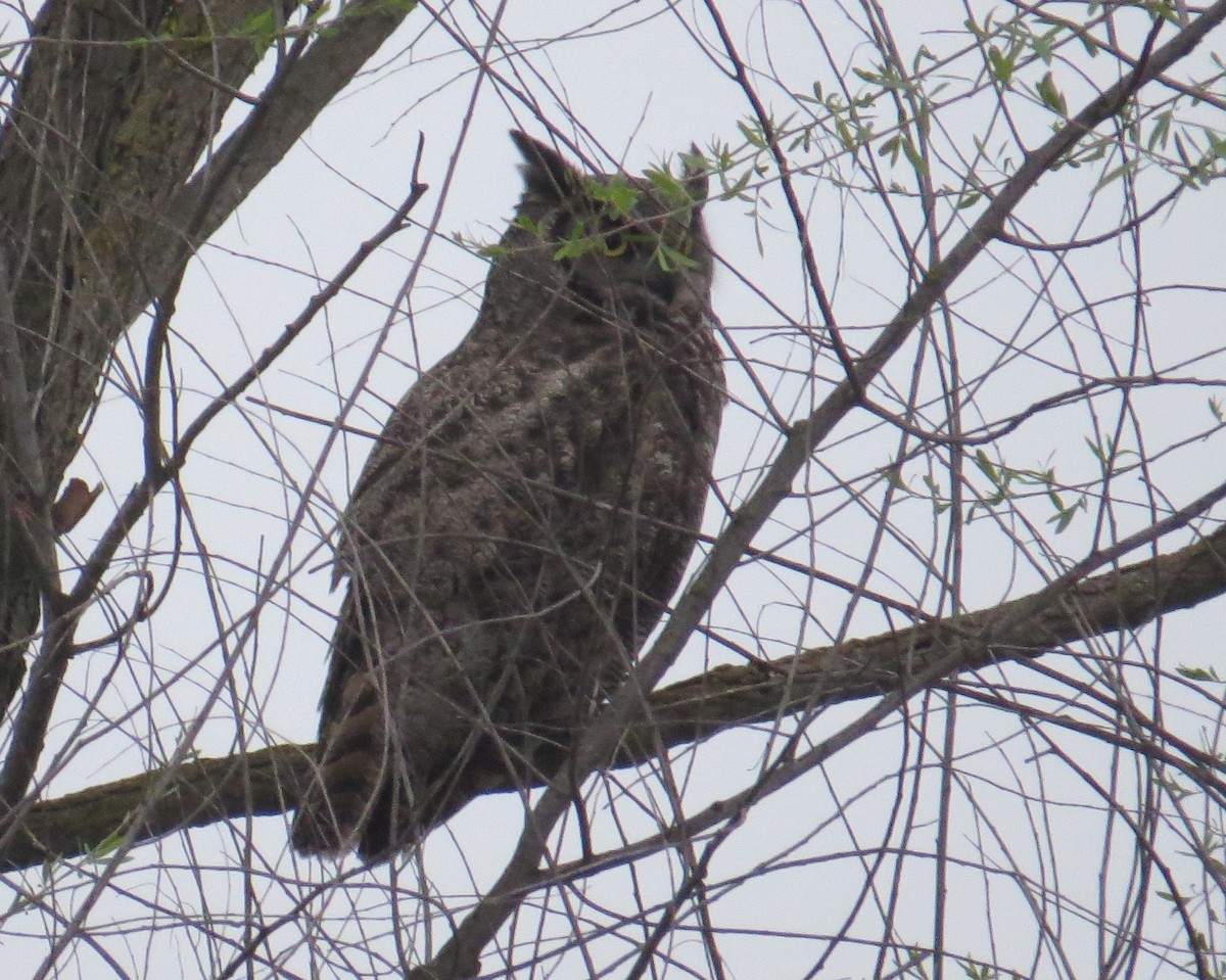 Great Horned Owl - ML52314341