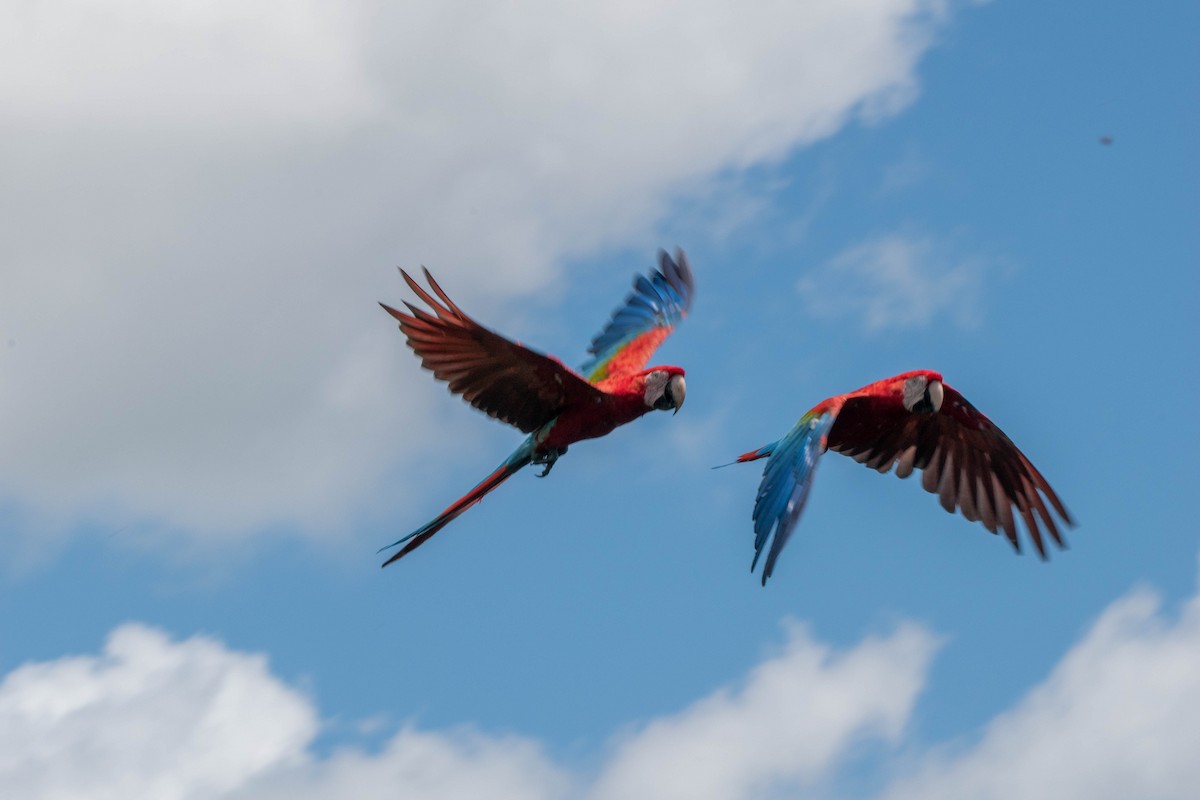 Red-and-green Macaw - ML523144201