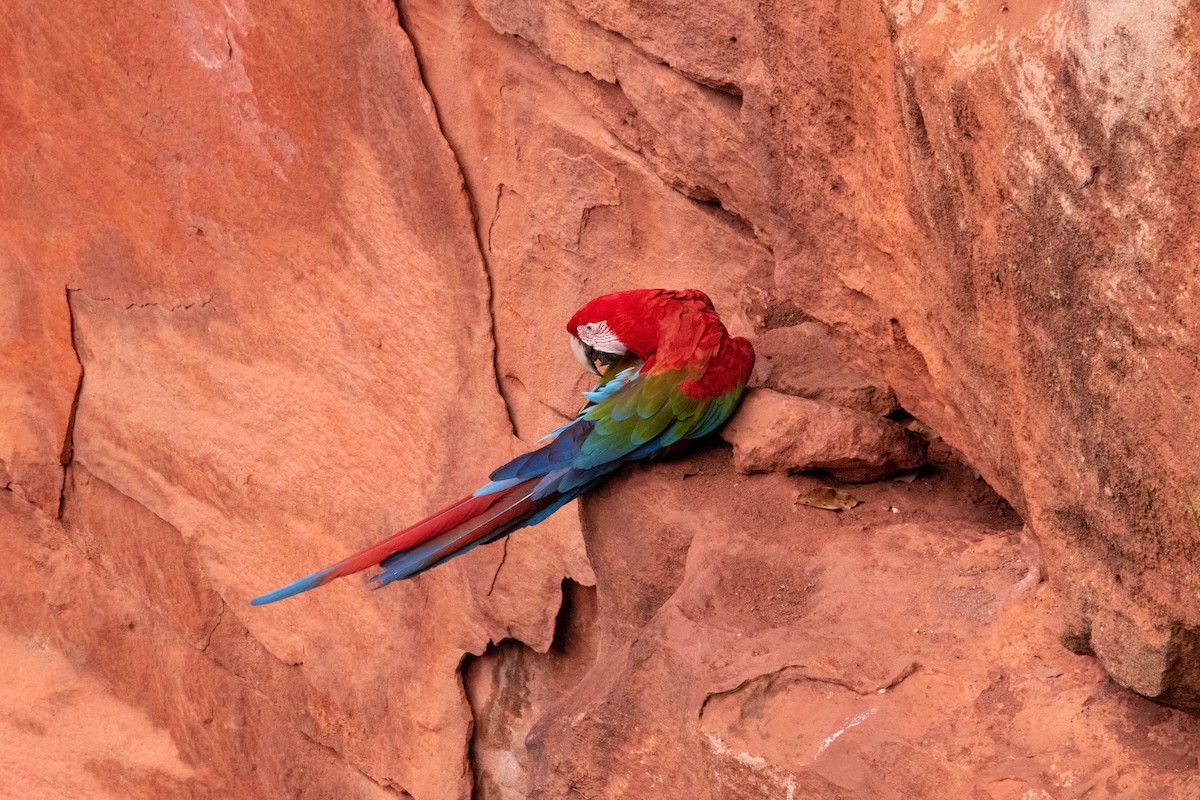 Red-and-green Macaw - ML523144221