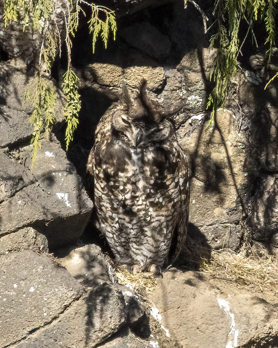 Cape Eagle-Owl (Northern) - Bob Martinka