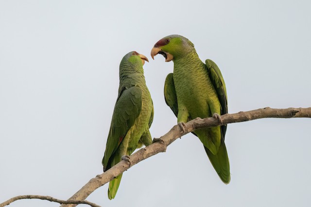 Lilac-crowned Parrot