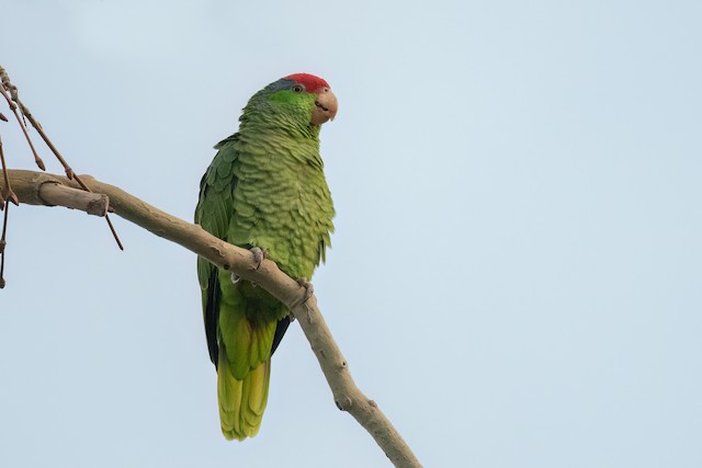 Red-crowned Parrot