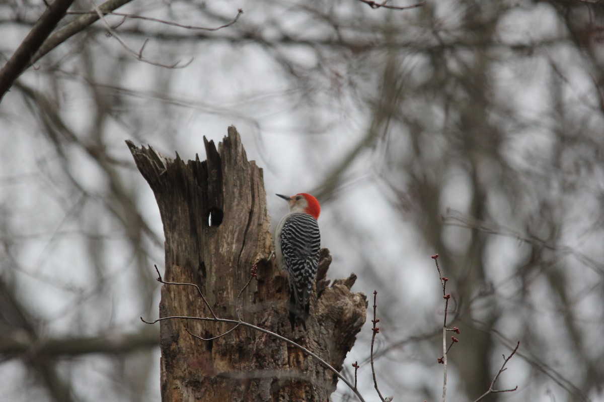 Red-bellied Woodpecker - Christopher McVoy