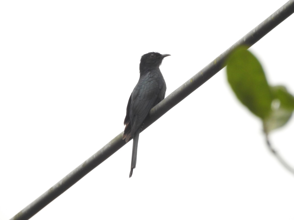 Square-tailed Drongo-Cuckoo - ML523152631