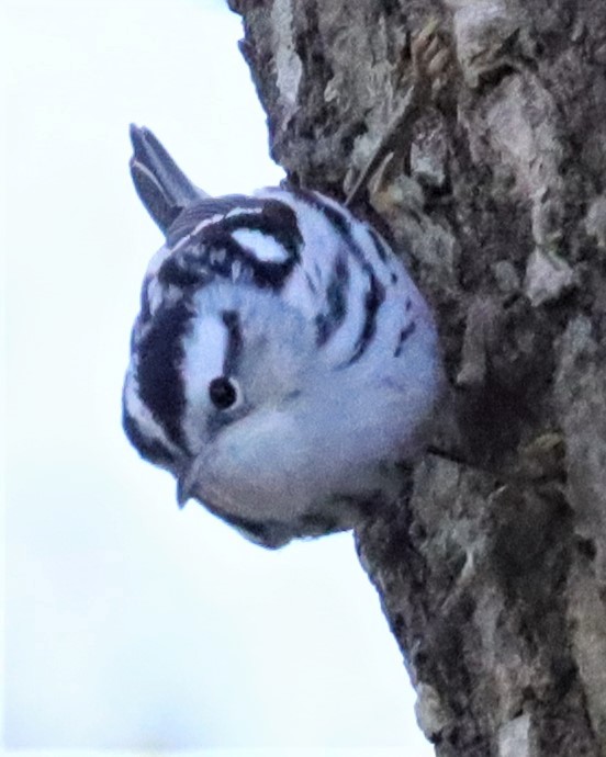Black-and-white Warbler - ML523154441