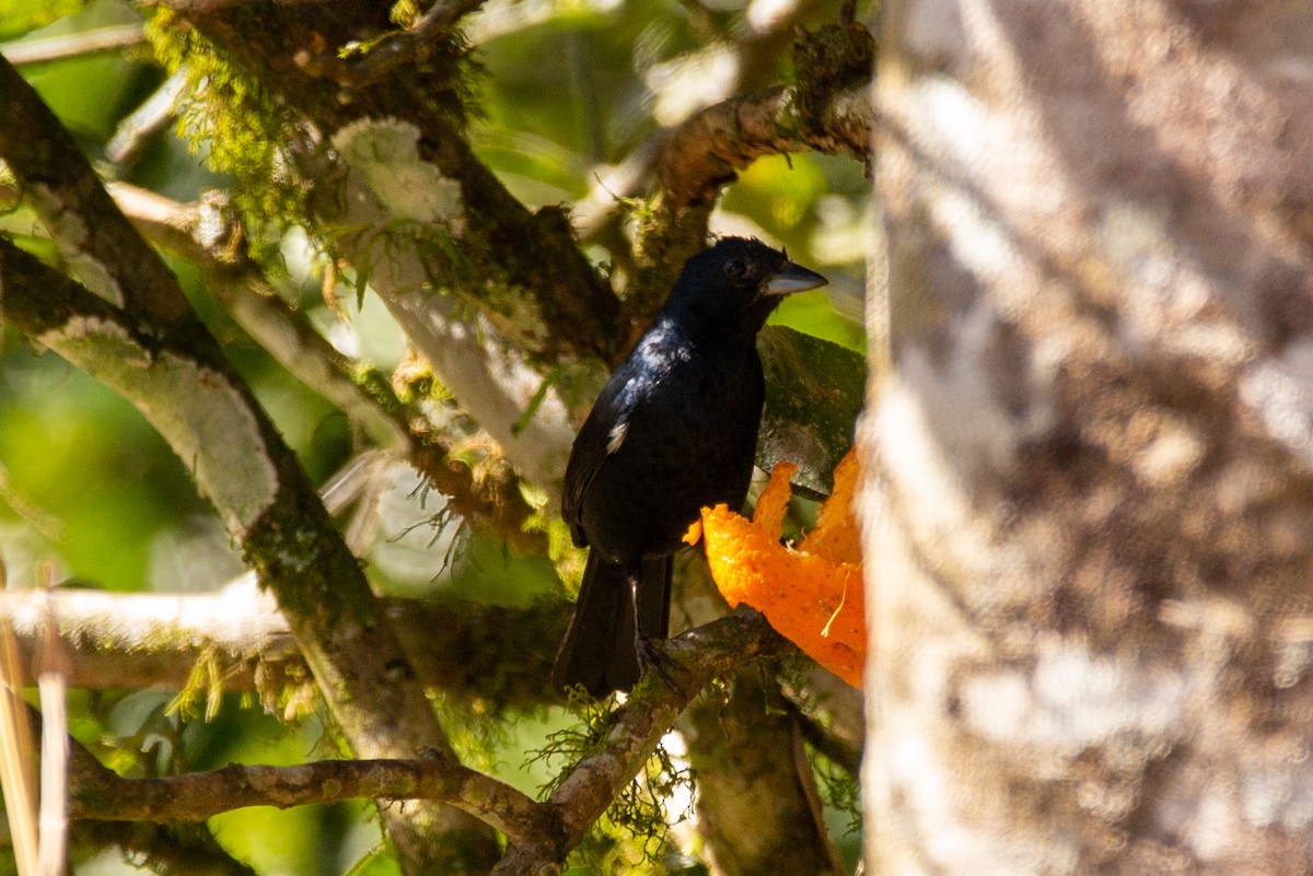 White-lined Tanager - ML523155961
