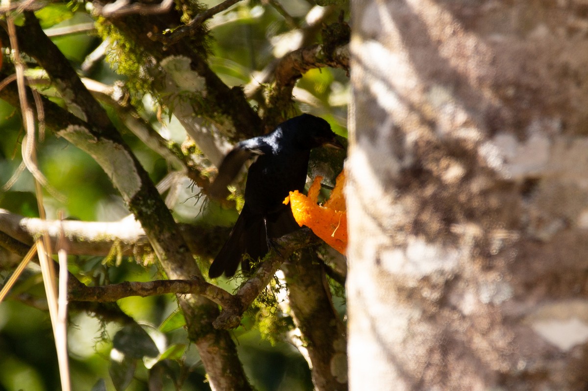White-lined Tanager - ML523155981