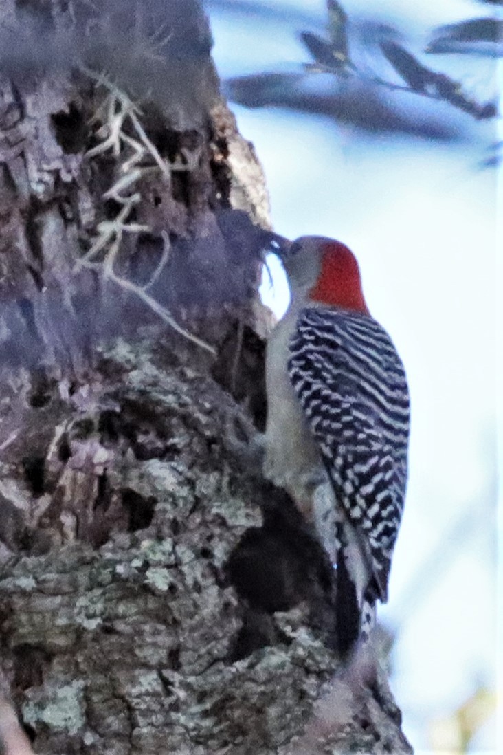 Red-bellied Woodpecker - ML523156401