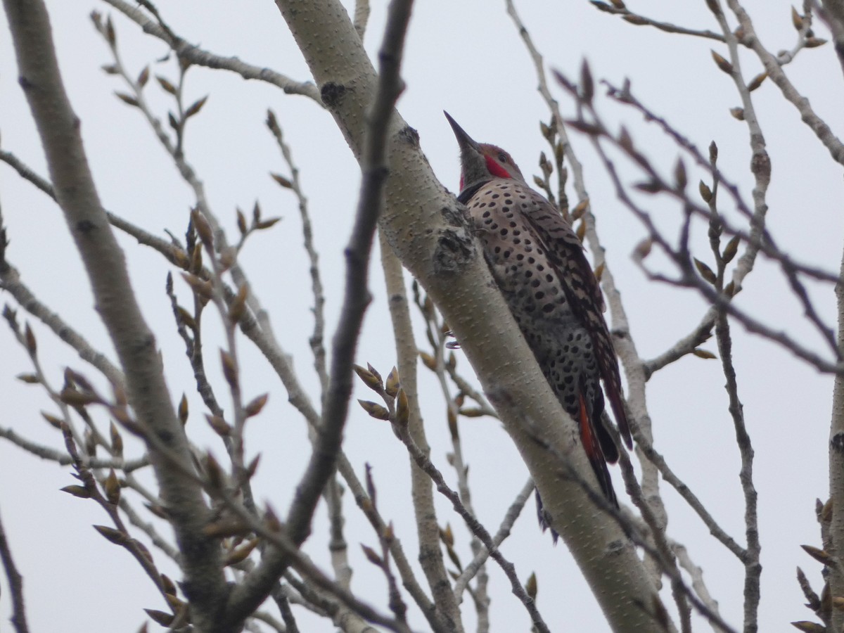 Northern Flicker (Red-shafted) - ML523159681