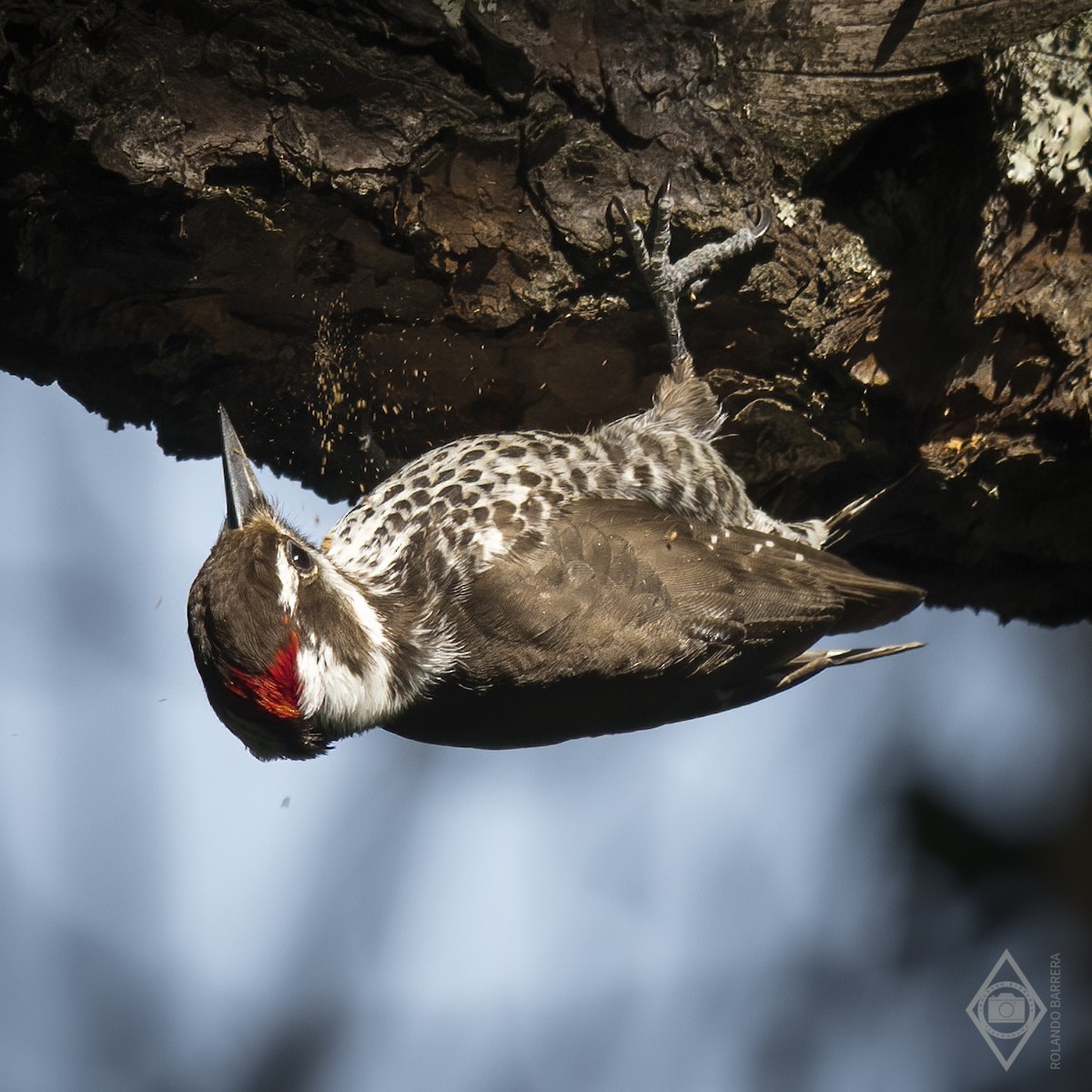 Arizona Woodpecker - Rolando Barrera