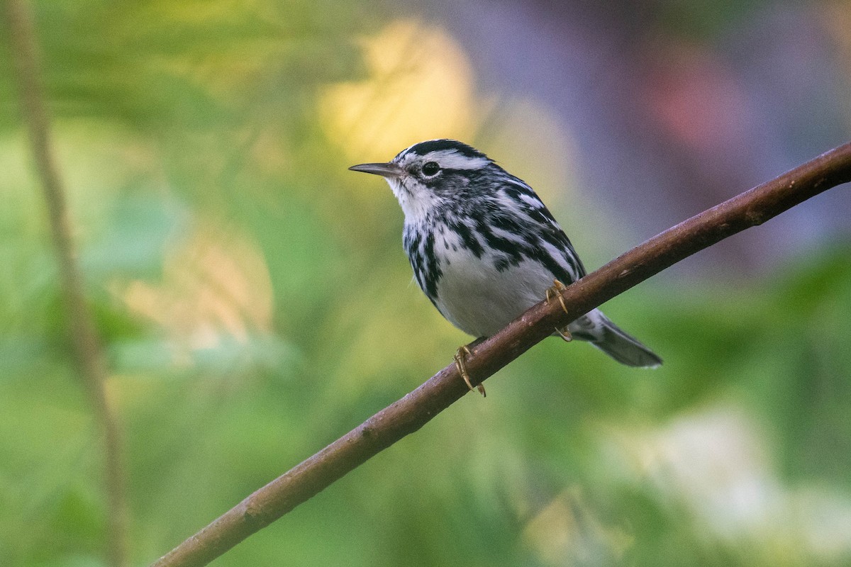 Black-and-white Warbler - ML523170421