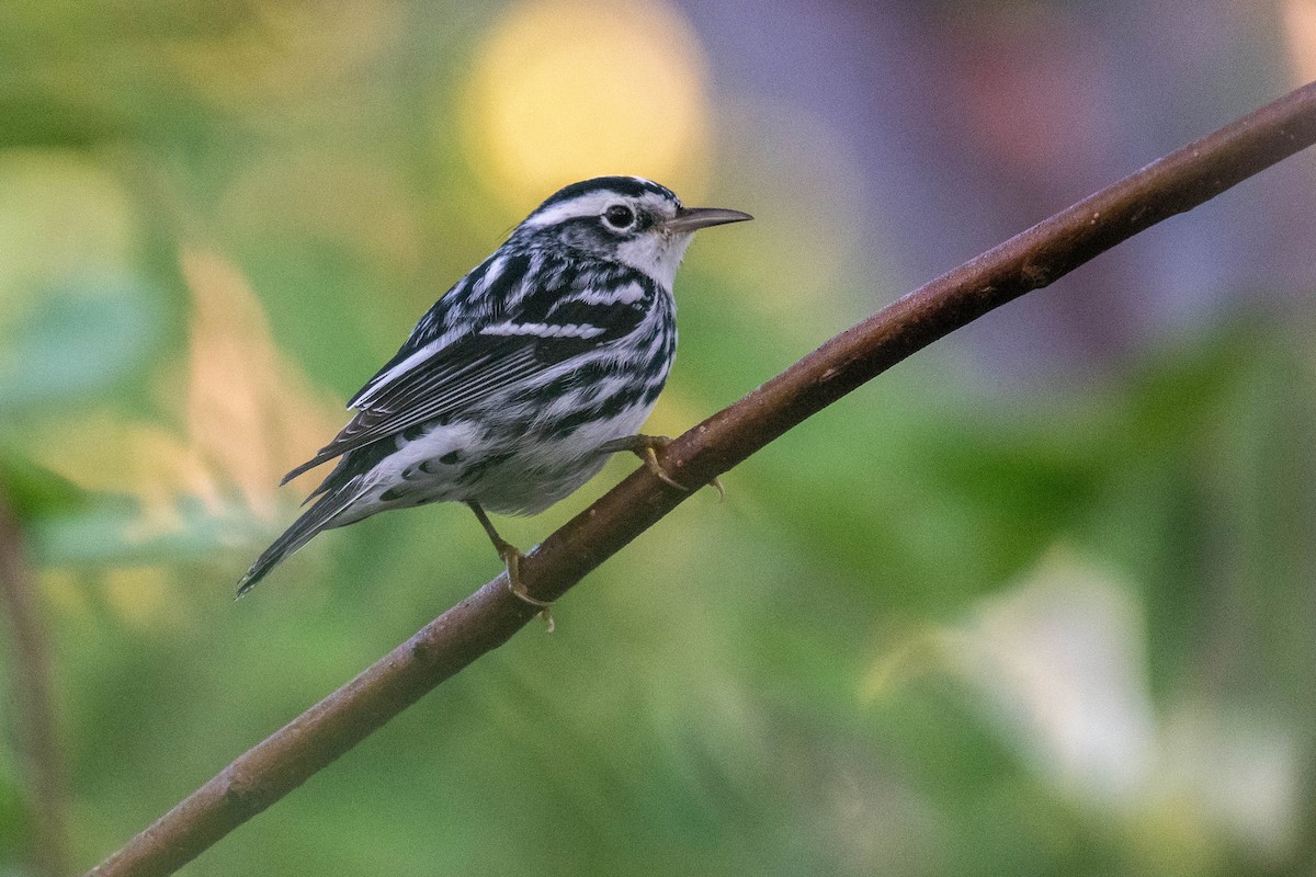 Black-and-white Warbler - ML523170431