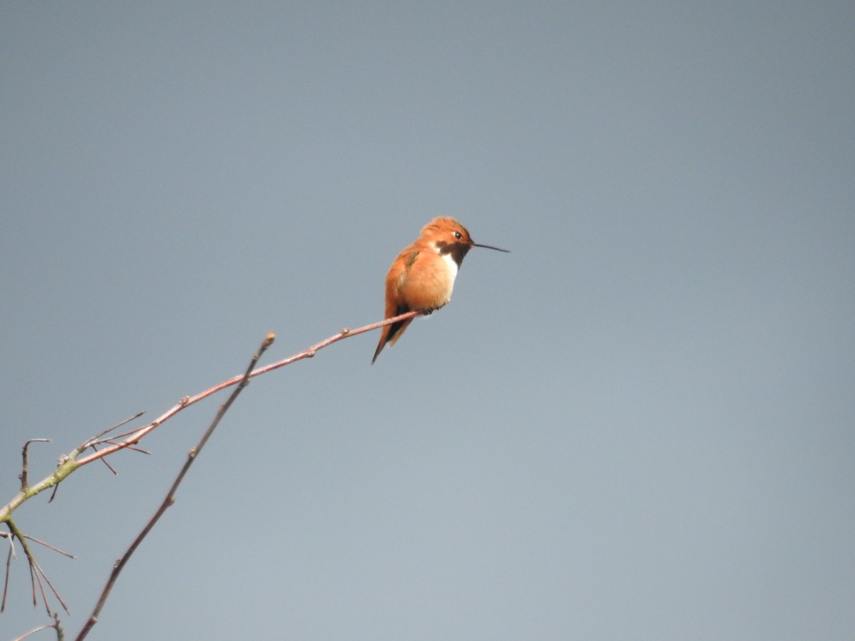 Rufous Hummingbird - Neill Vanhinsberg