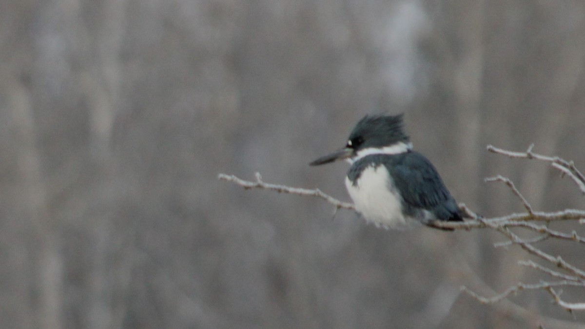Belted Kingfisher - ML523176391