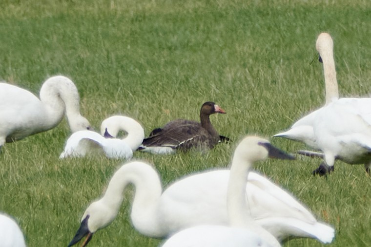 Greater White-fronted Goose (Tule) - ML523177521