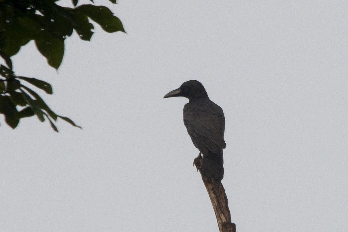 Large-billed Crow (Large-billed) - Miguel Rouco