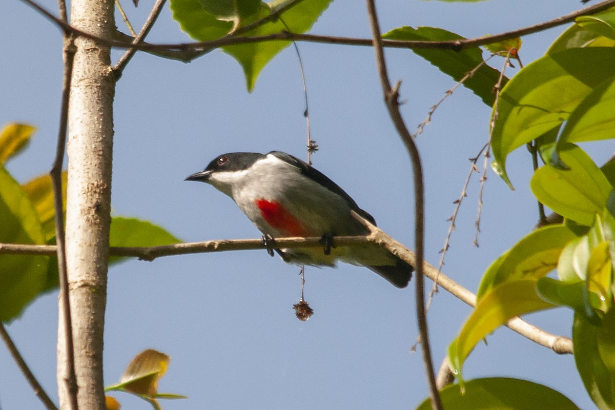 Red-keeled Flowerpecker - Miguel Rouco