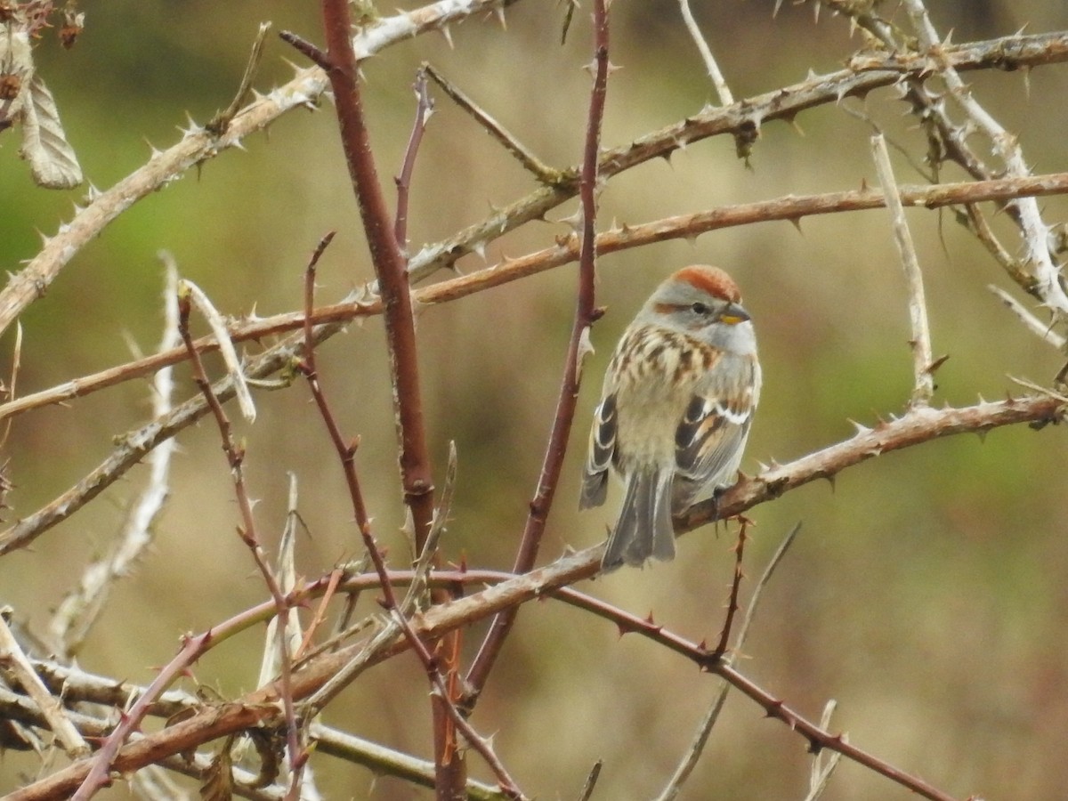 American Tree Sparrow - ML52318261