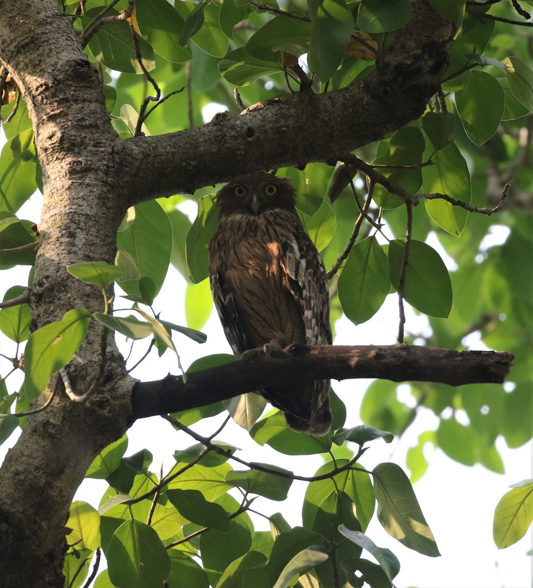 eBird Checklist - 24 Mar 2022 - Pench National Park, Sillari Gate - 16 ...
