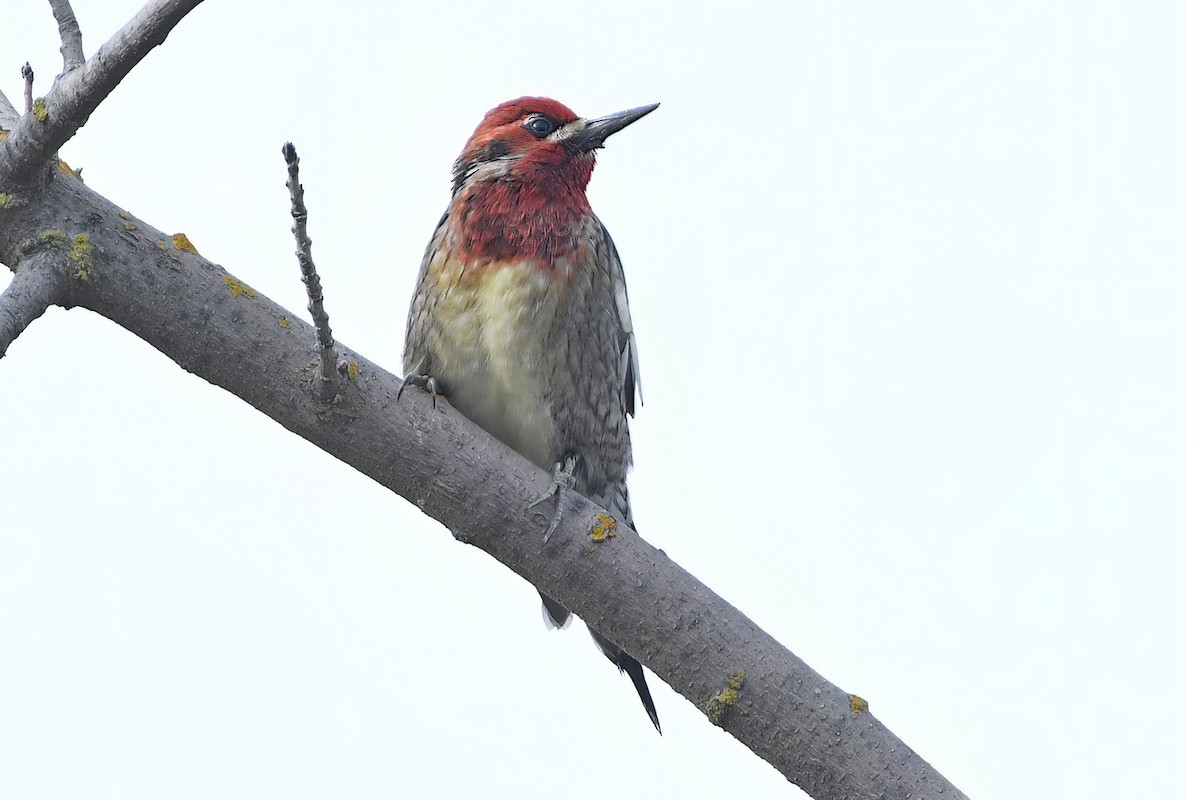 Red-breasted Sapsucker - ML523184181