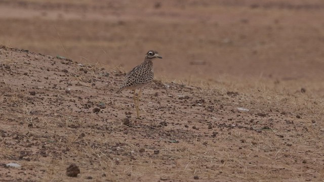 Spotted Thick-knee - ML523187291